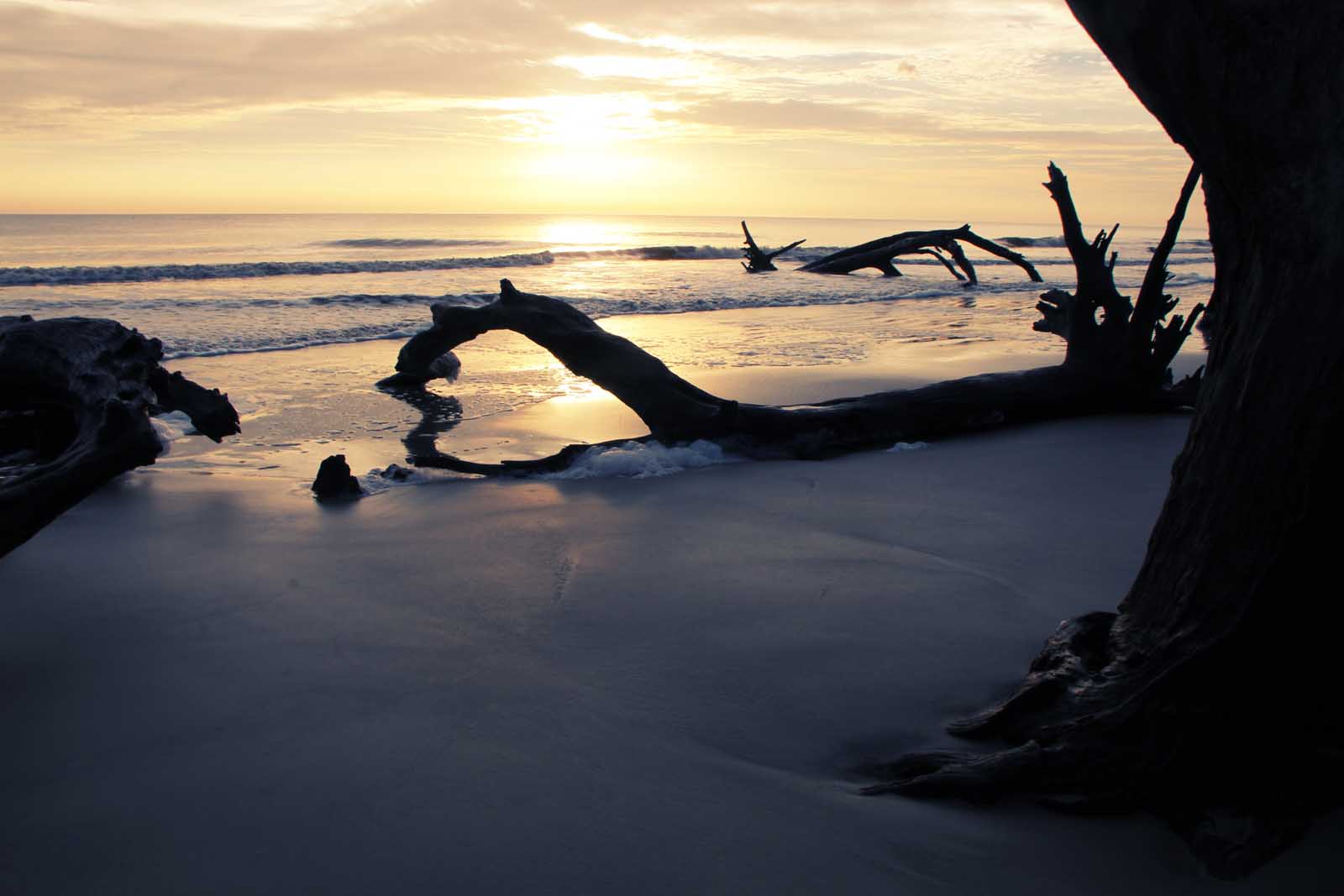 Beautiful beaches in the USA Driftwood Beach Jekyll Island