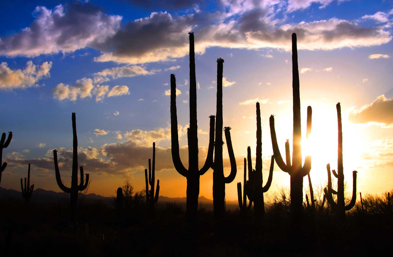 Best Cities in Arizona near Saguaro National Park
