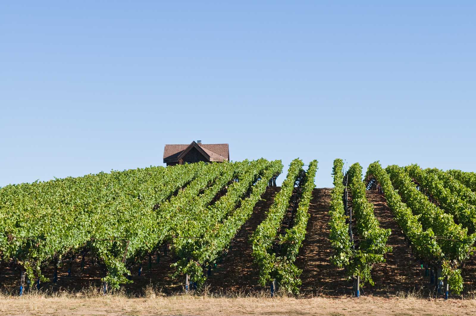 Best Day Trips From San Francisco Sonoma Wine