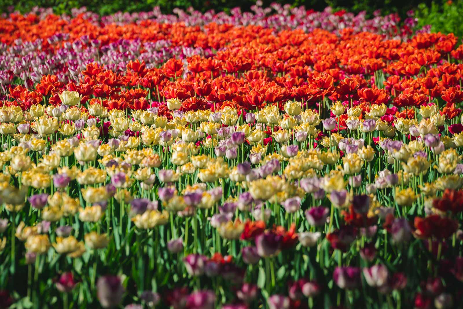 Best Day Trips From Seattle Skagit Valley Tulip Festival  flowers