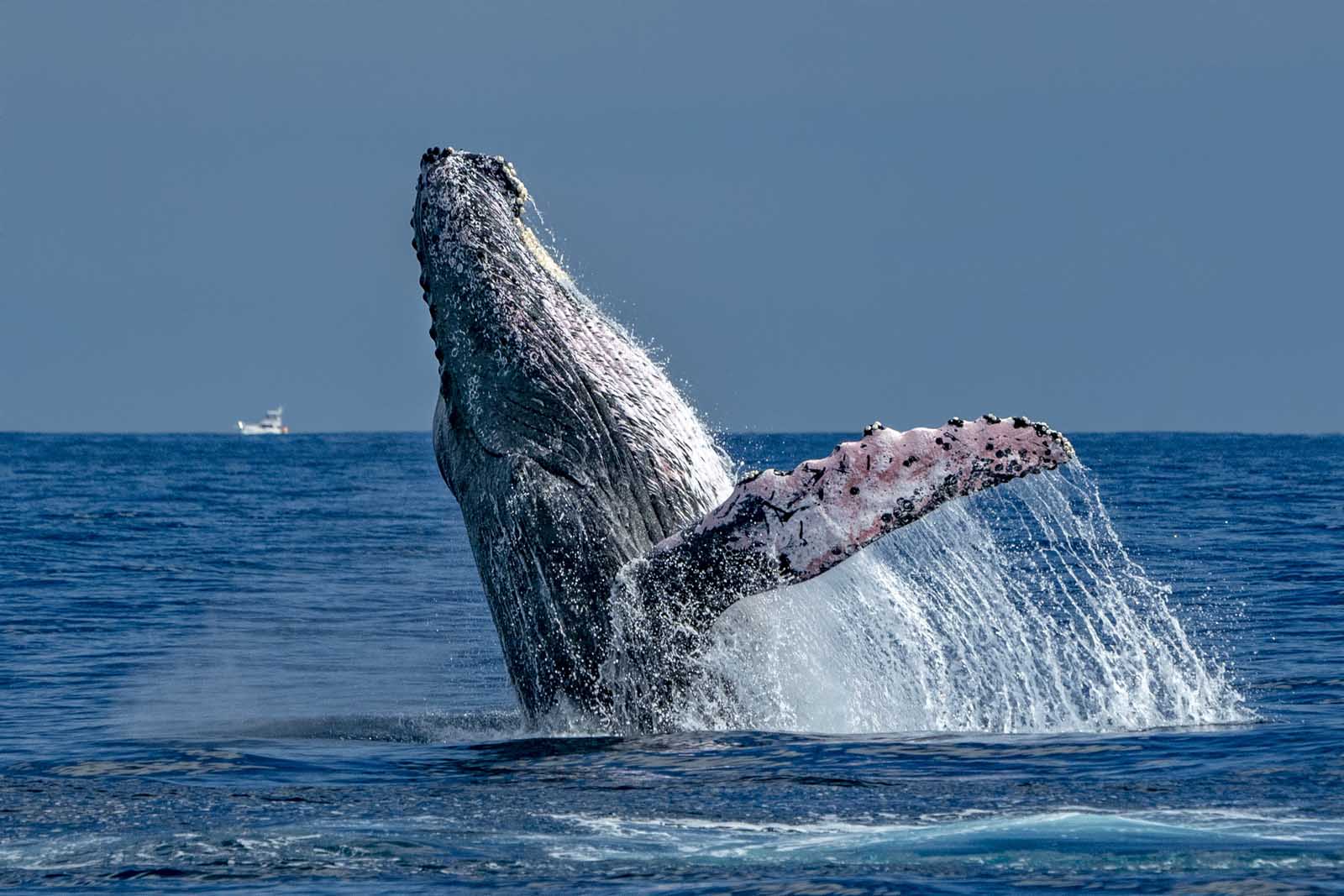 Best Day Trips From Seattle Whale Watching