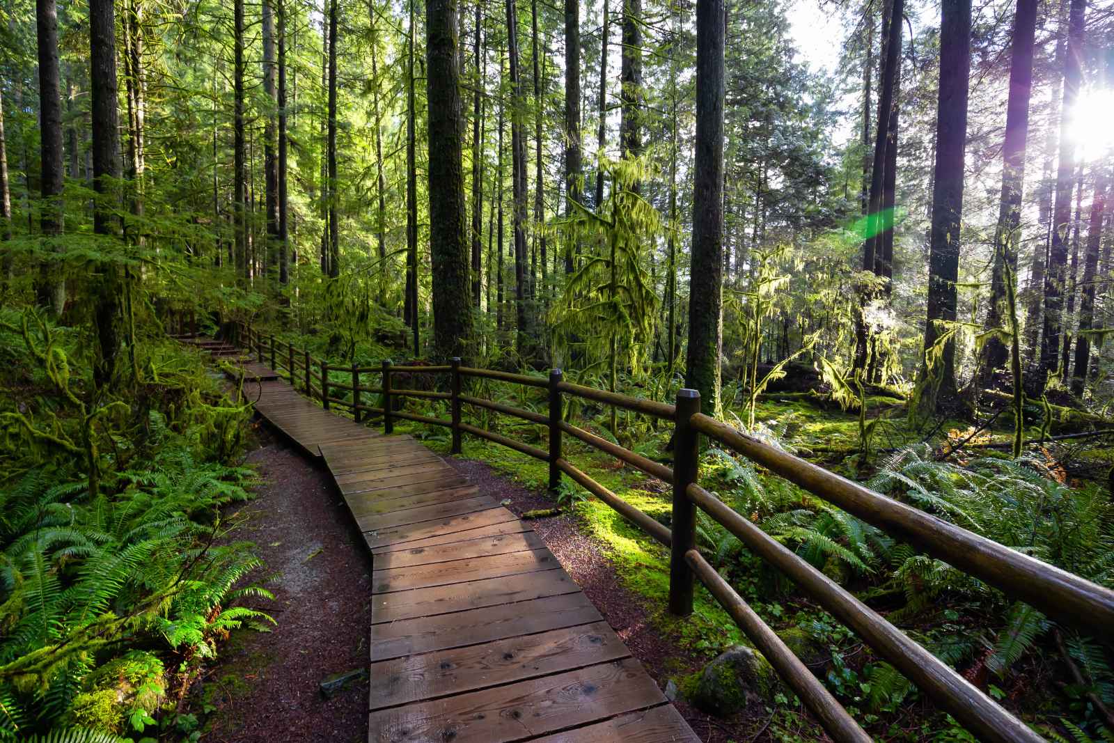 Best Day Trips From Vancouver Lynn Canyon Park