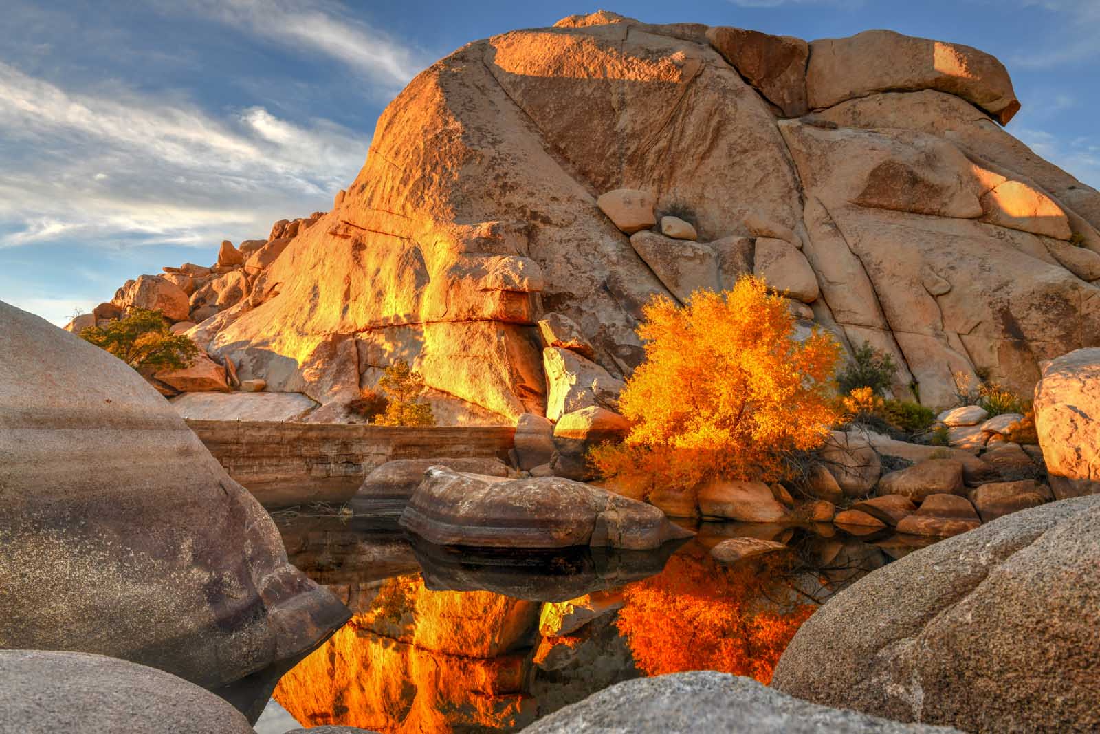 Best Day Trips from Los Angeles Joshua Tree National Park
