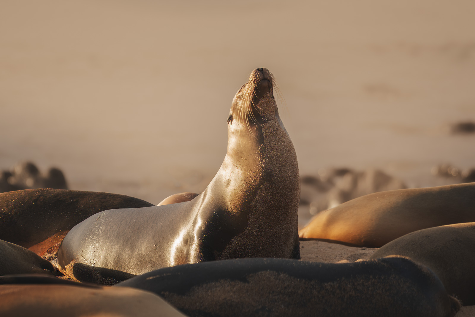 What to Count on on a Galapagos Cruise with HX Hurtigruten Expeditions