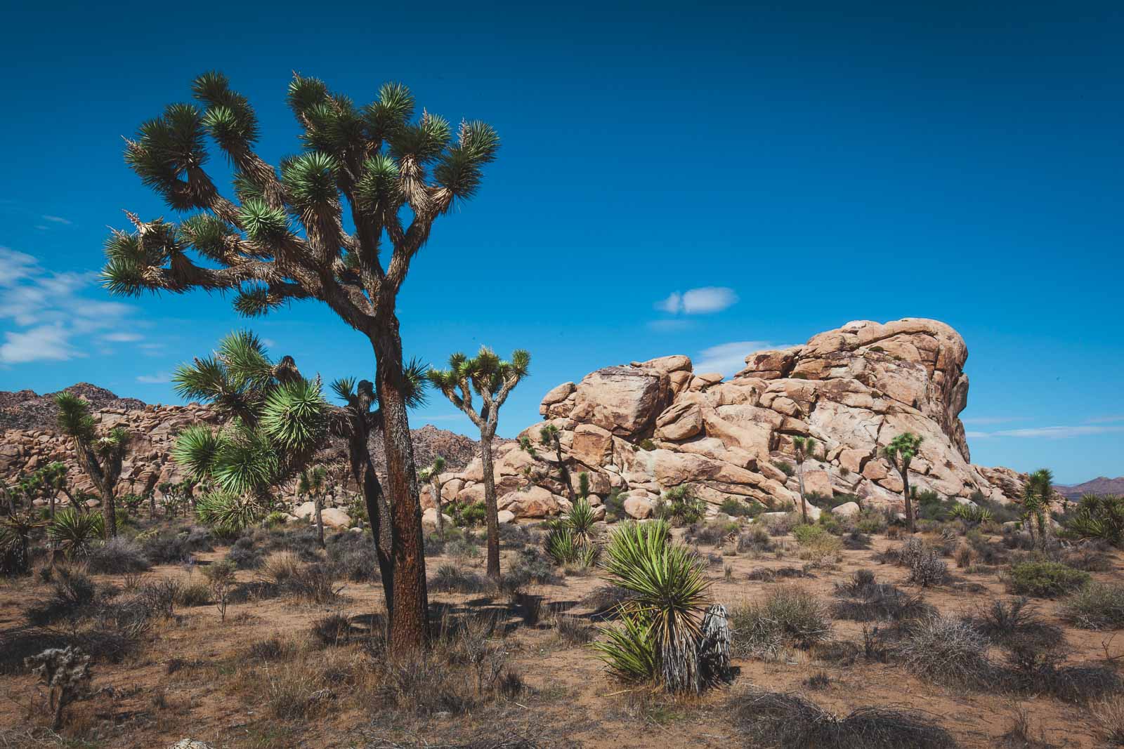 Hikes in Joshua Tree Boy Scout Trail