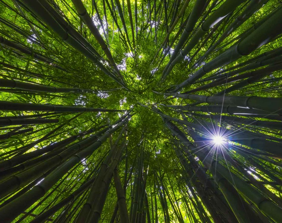 17 Best Hikes in Hawaii You Have to Try Once in Your Life