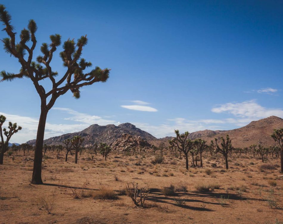 11 Best Hikes in Joshua Tree National Park