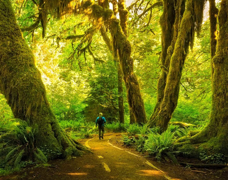 19 Best Hikes in Olympic National Park For 2024