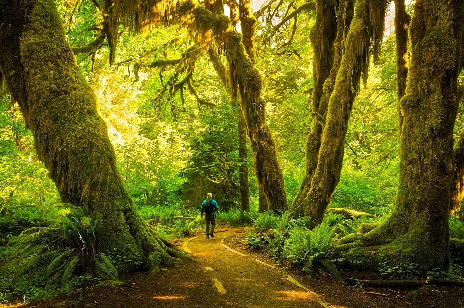 Best Hikes in Olympic National Park