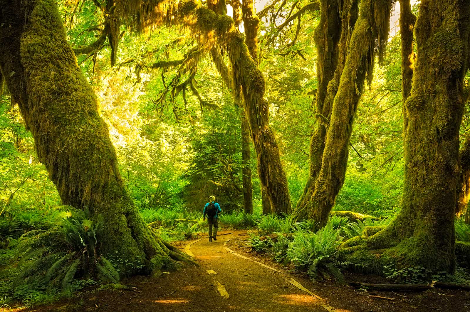 19 Best Hikes In Olympic National Park For 2024 The Planet D 19 Best Hikes In Olympic National Park For 2024 The Planet D