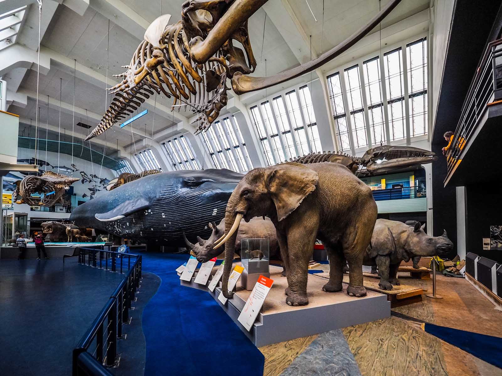 Best Museums in London Natural History Museum