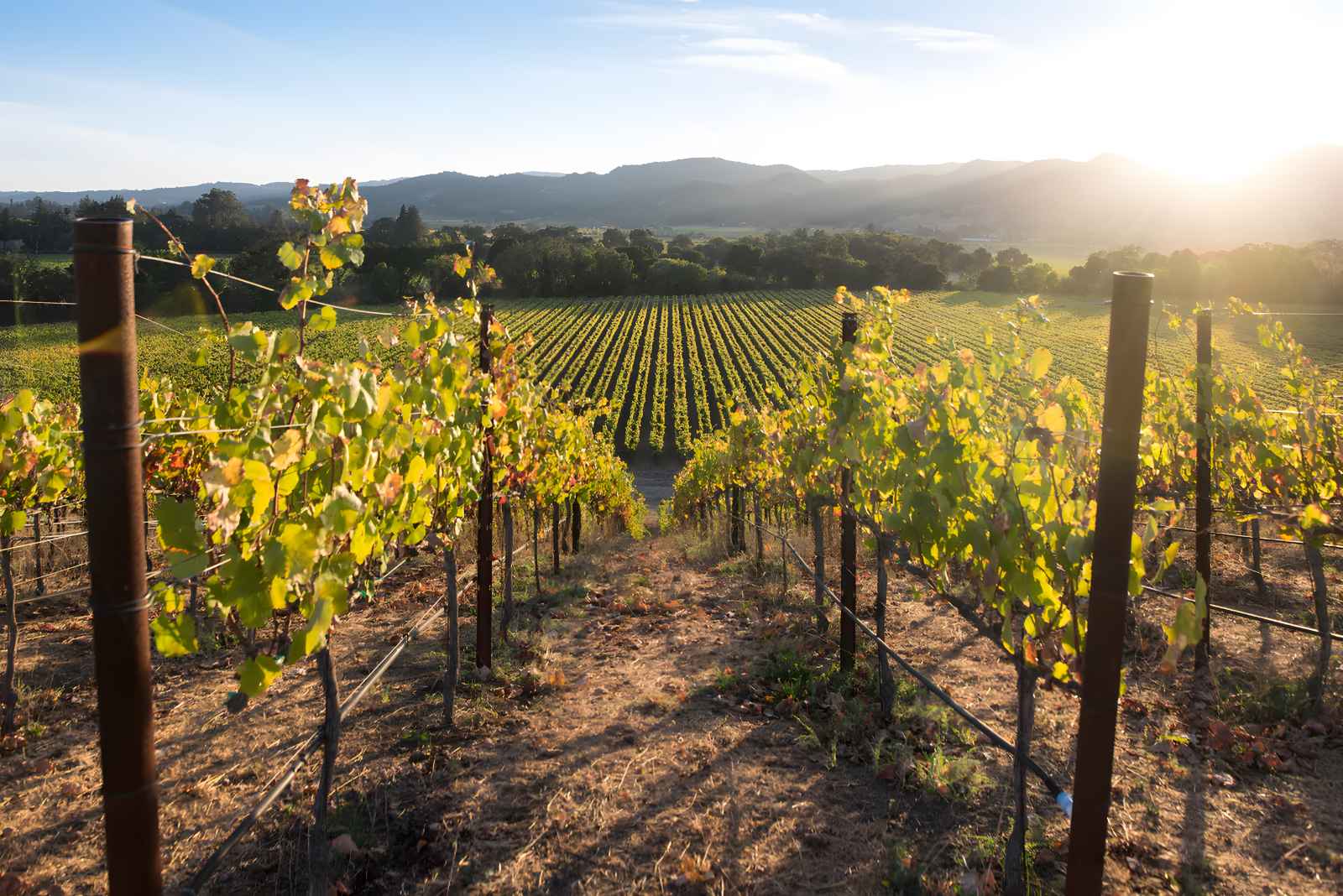 Best Napa Valley wineries Robert Mondavi Winery3