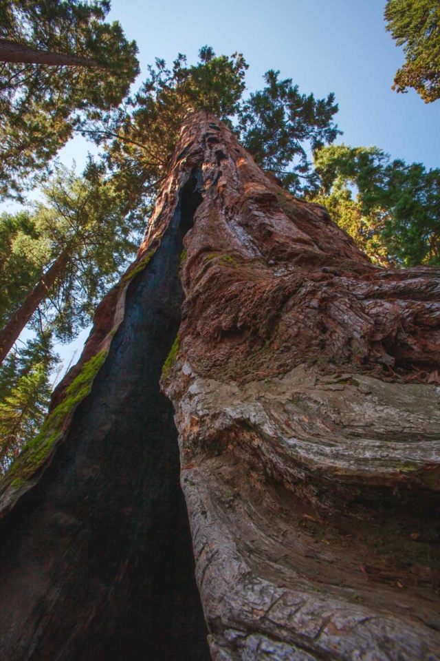 best national parks in usa sequoia national park