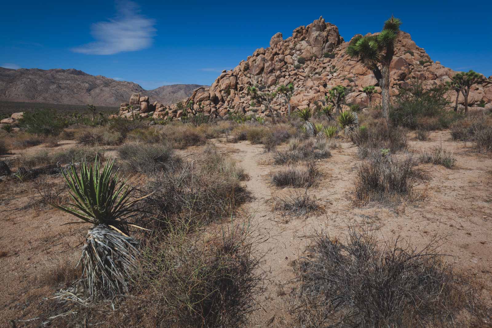 Best National P{arks to visit in March Joshua Tree National Park 