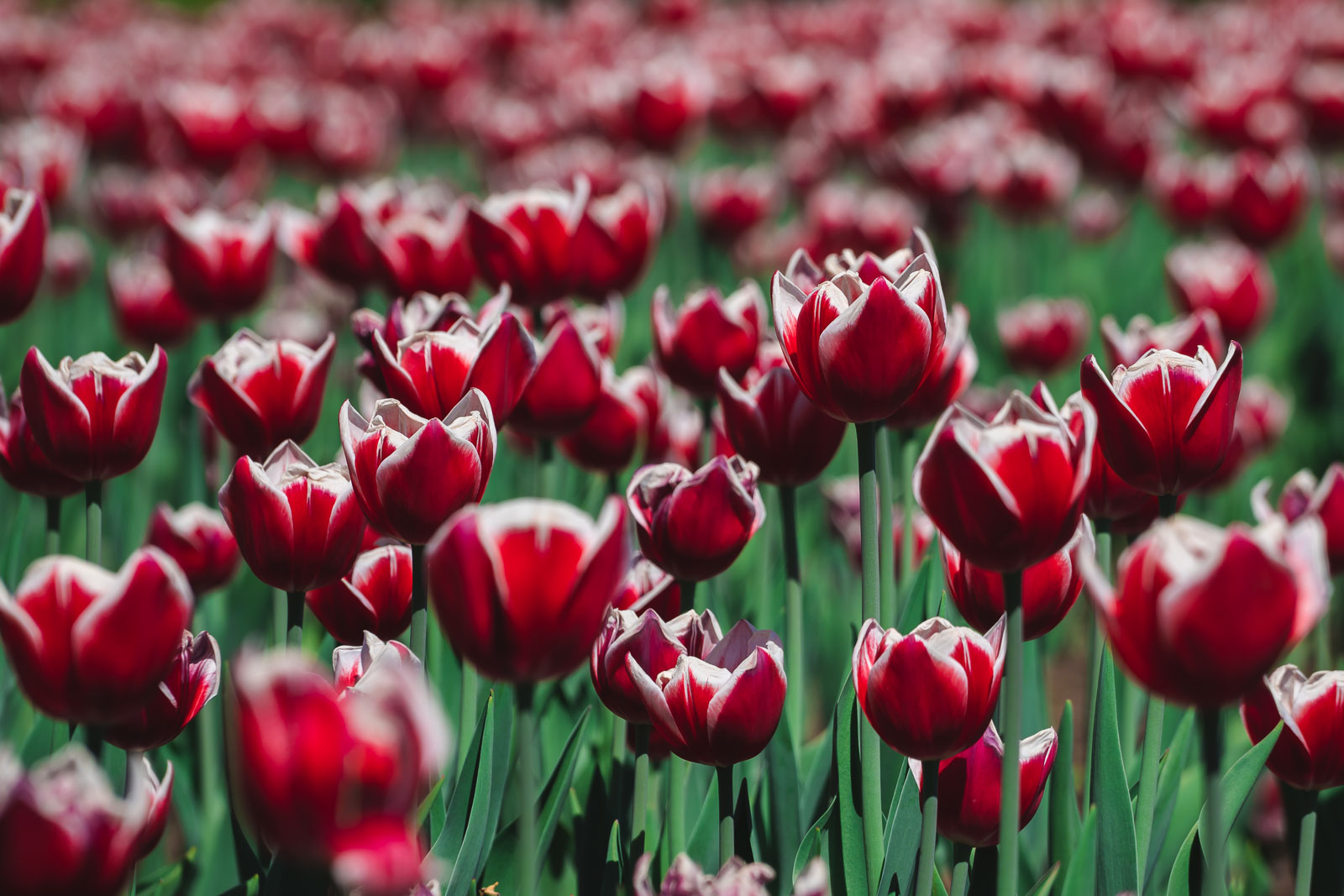 Best Places for Photos at the Canadian Tulip Festival