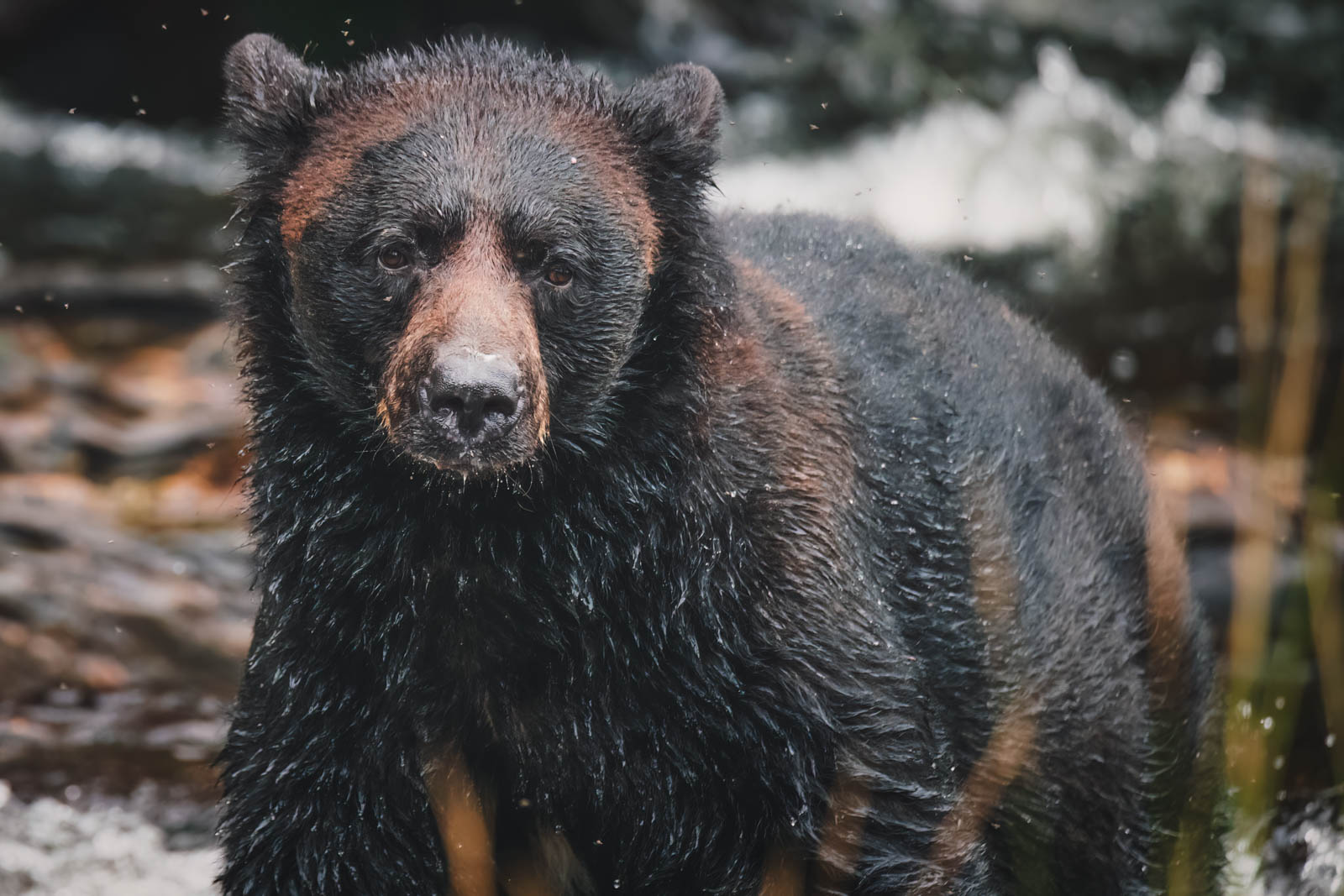 Best Places to Visit in Alaska Bear Watching Neets Bay