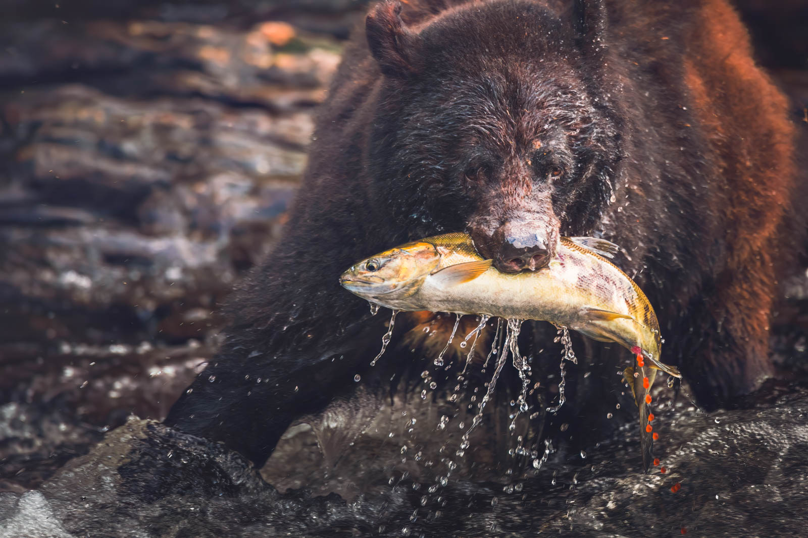 Best Places to Visit in Alaska Ketchikan Bears