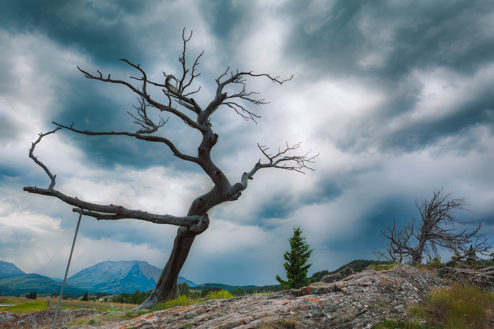 unique places in Alberta Burmis Tree