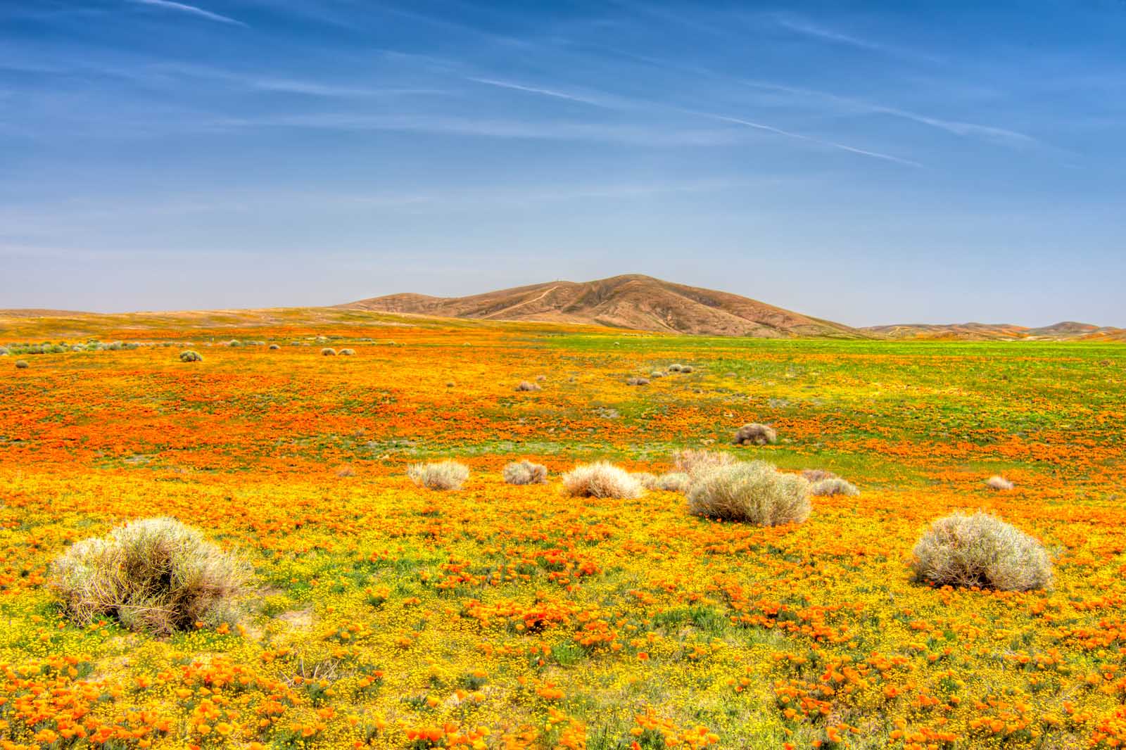 Top places to visit in April in the USA Antelope Valley California Poppy Reserve