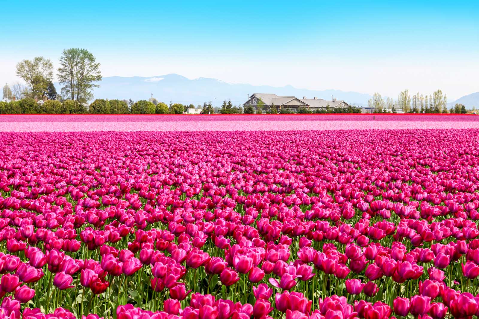 Cool Places to visit in April USA Skagit Valley Washington