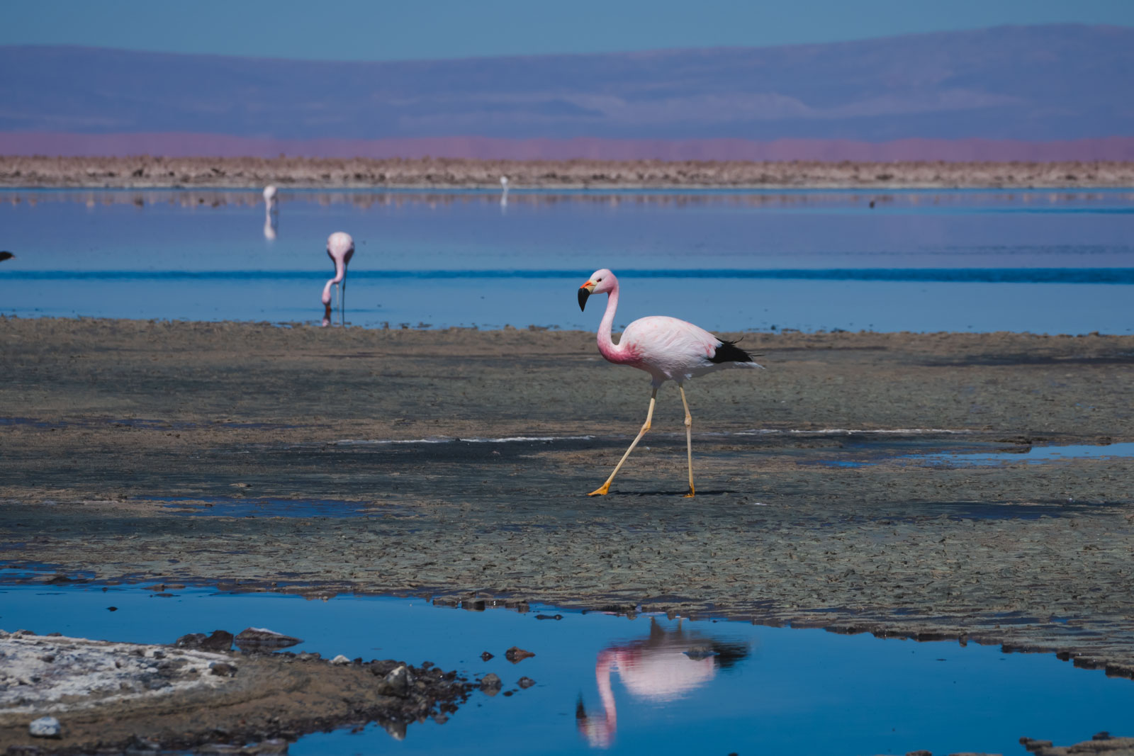 Best Things to do in Bolivia Laguna colorada