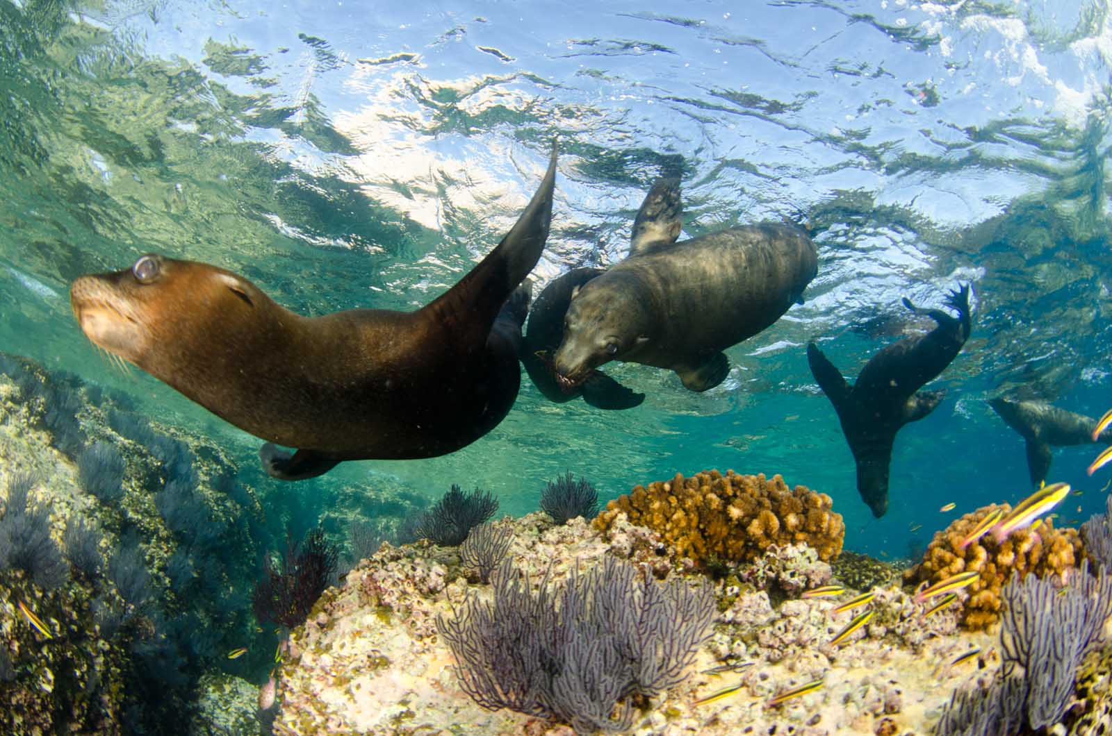 Best Things to do in Cabo San Lucas Snorkeling with Sea Lions
