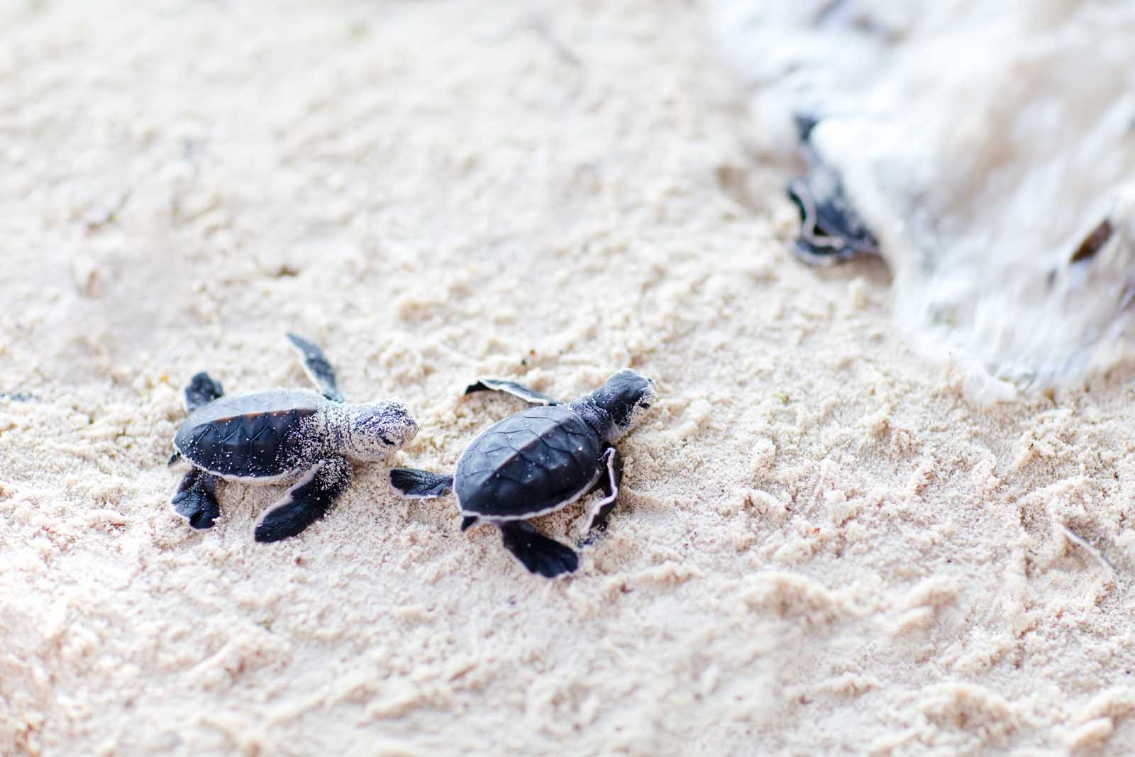 Best Things to do in Cabo San Lucas Todos Santos Turtles