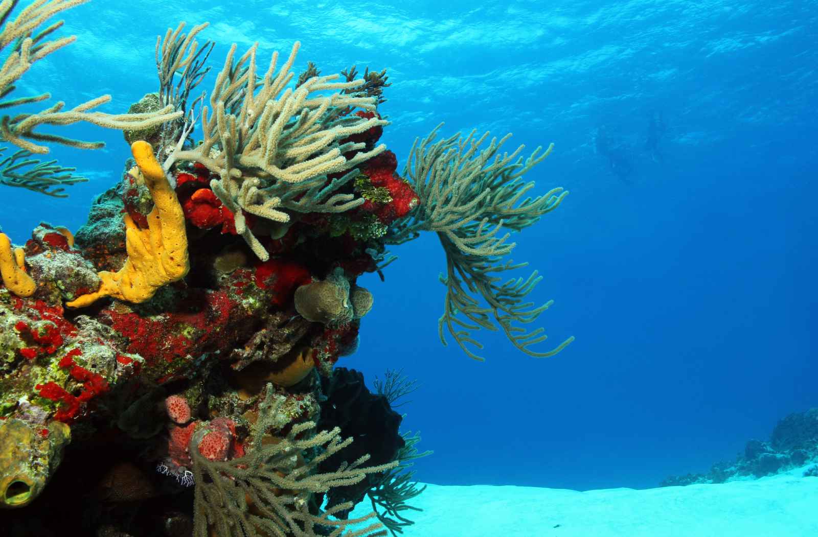 Best Things to do in Cozumel Columbia Reef corals