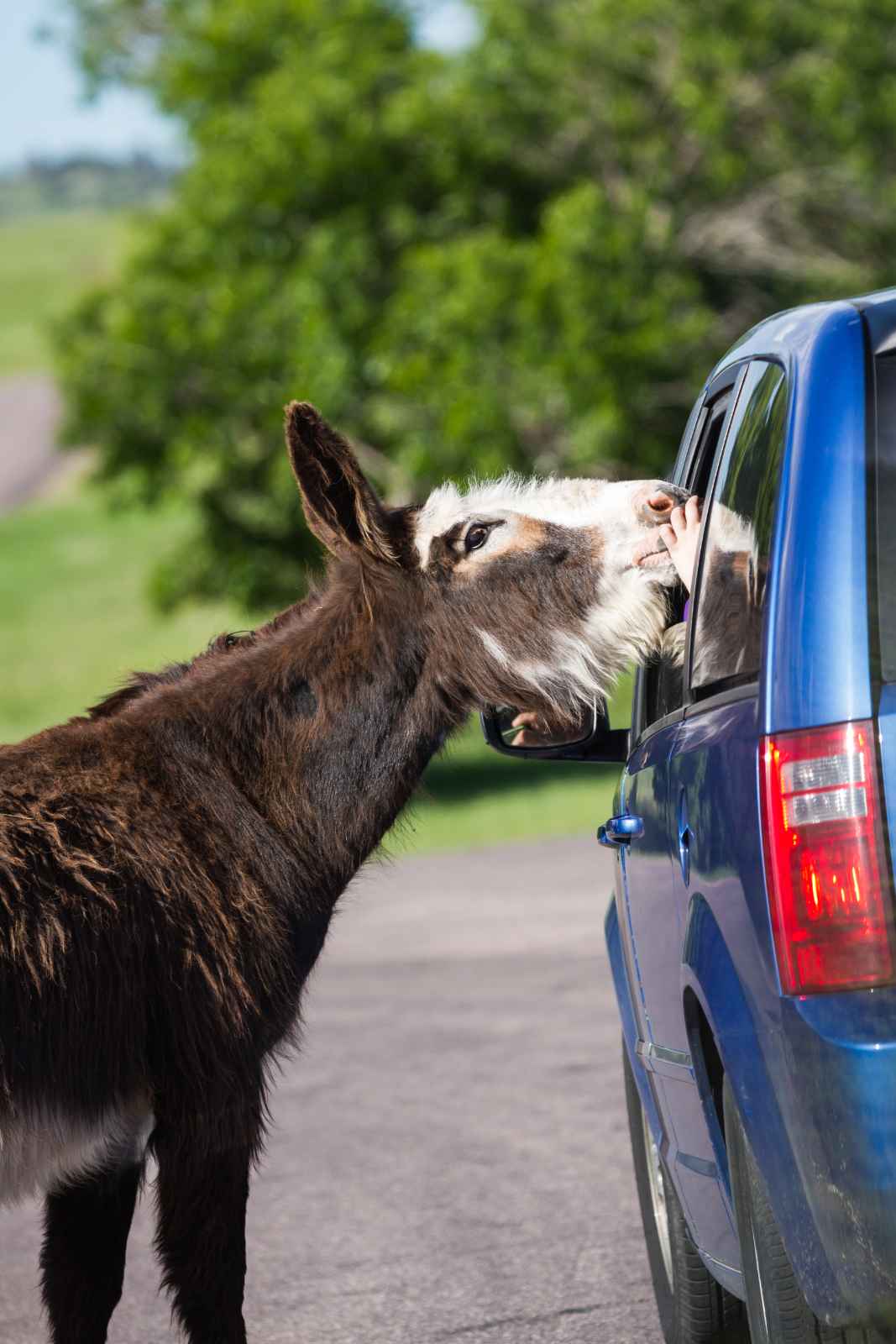 Best Things to do in Custer State Park Wildlife Loop Road Safari tour wild burros