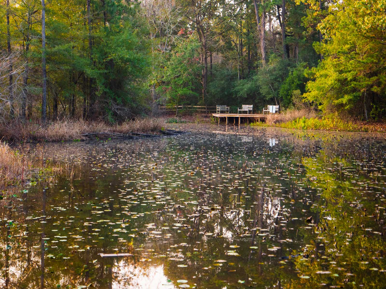 Best Things to do in Houston Texas Arboretum 