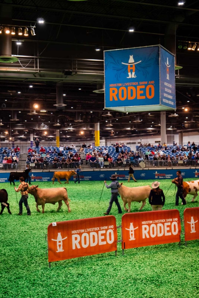 Best Things to do in Houston Texas Rodeo