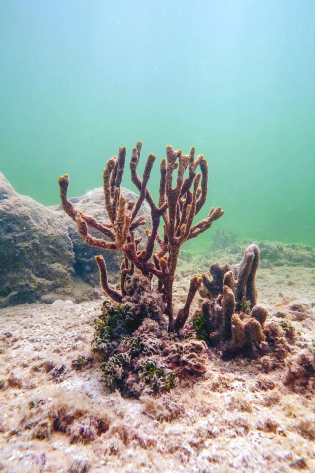 Best Things to do in Key Largo Coral Restoration foundation