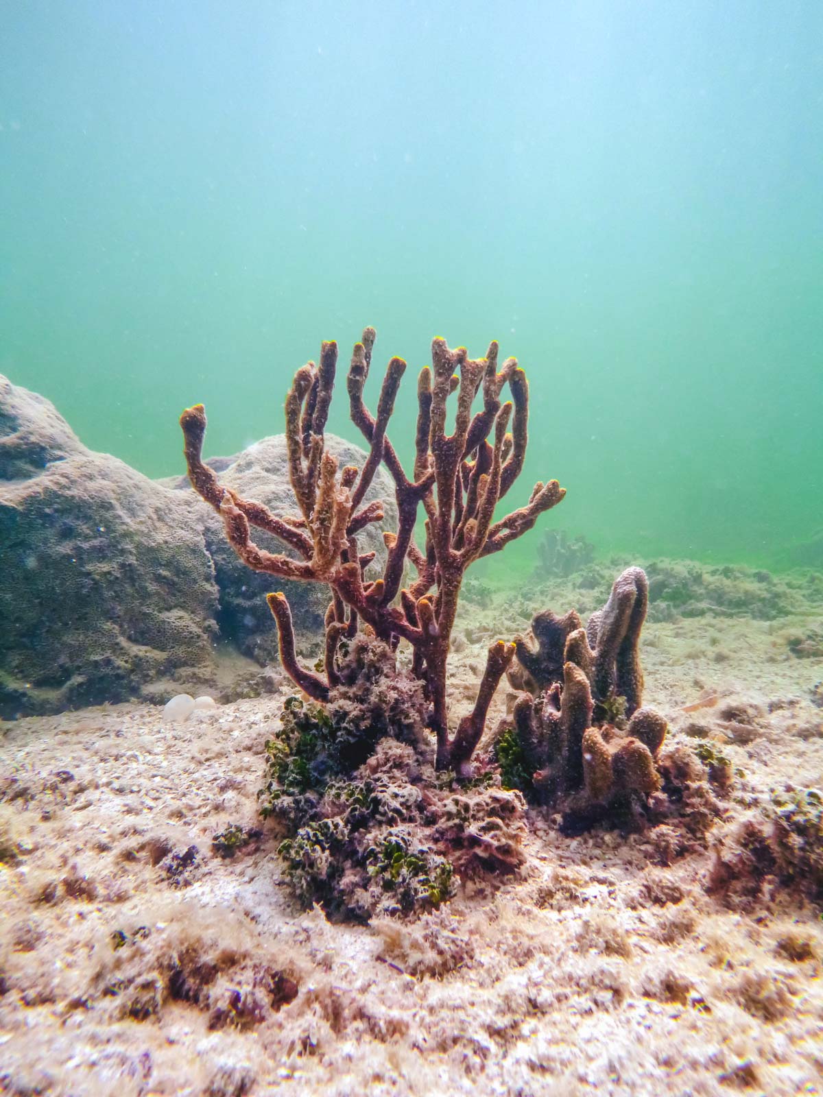 Best Things to do in Key Largo Coral Restoration foundation