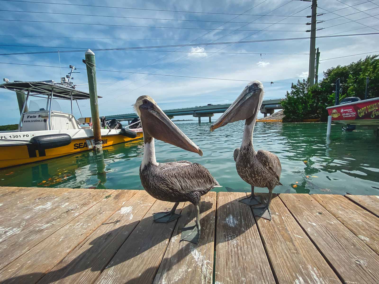 Best Things to do in Key Largo Florida Keys Wild Bird Rehabilitation Center