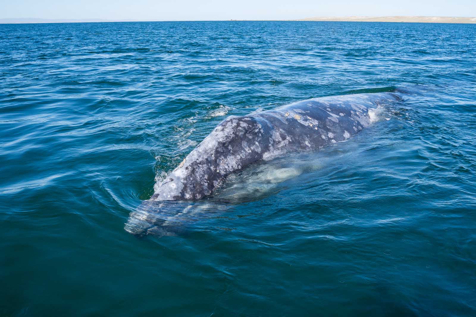 Best Things to do in Malibu CA Malibu Coastal Adventures Whale Watching