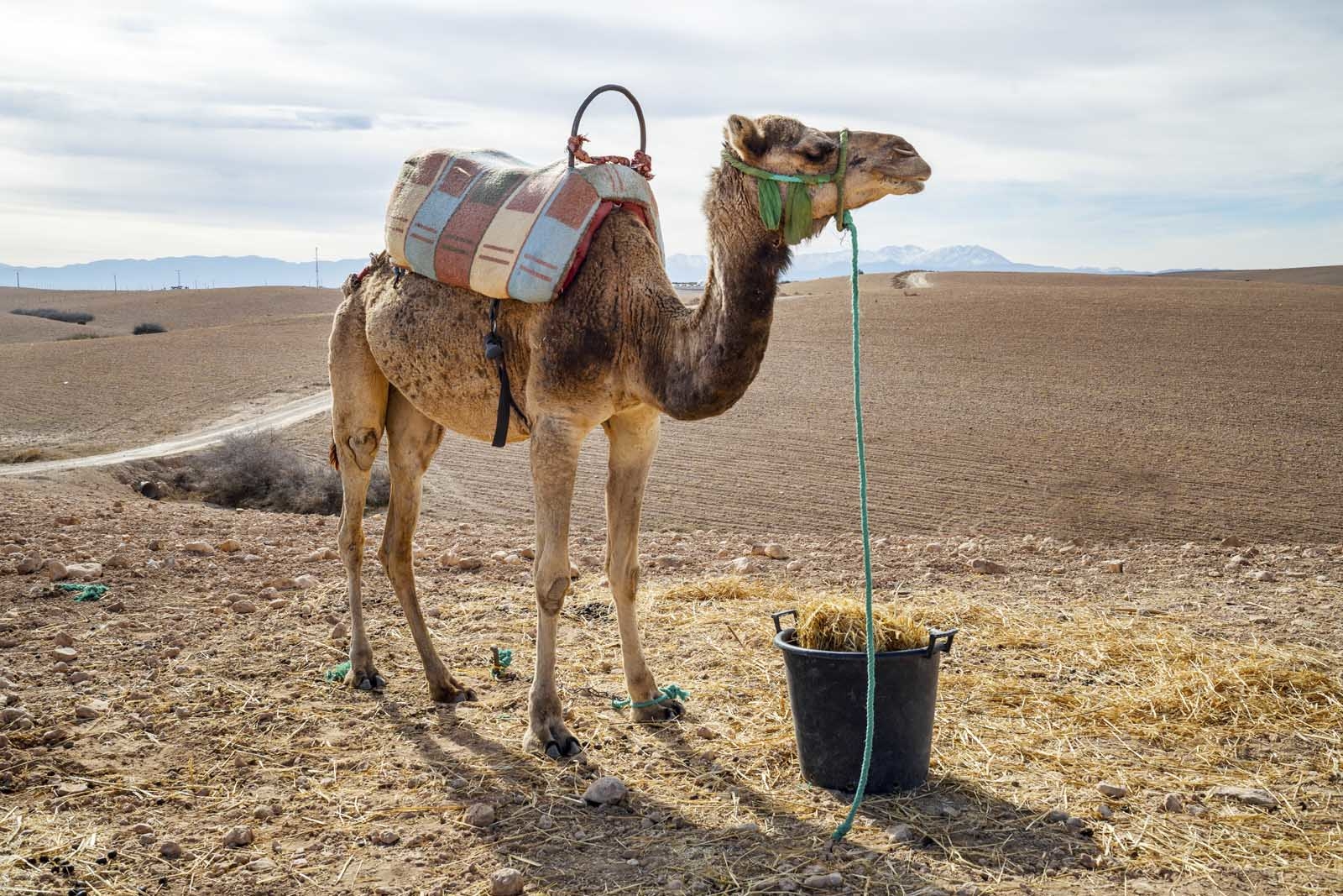 day trips from marrakech camel safari