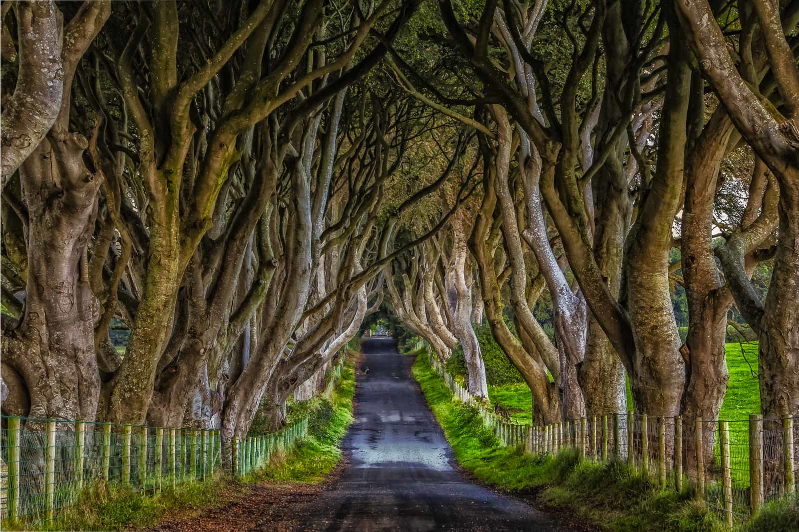 places to visit in northern ireland dark hedges