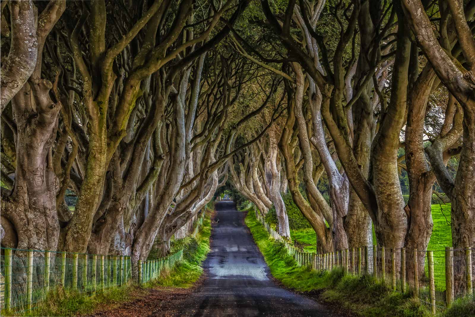 things to see in northern ireland dark hedges
