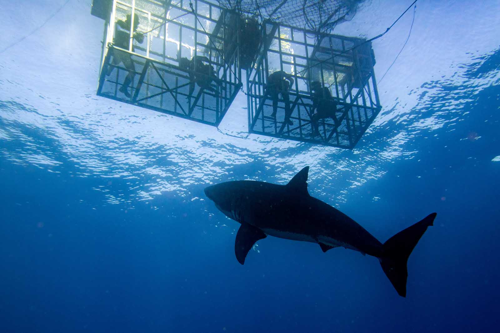 Best Things to do in Oahu Shark Diving