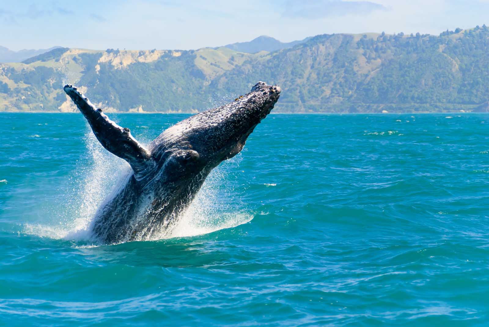 Best Things to do in Oahu Whale Watching