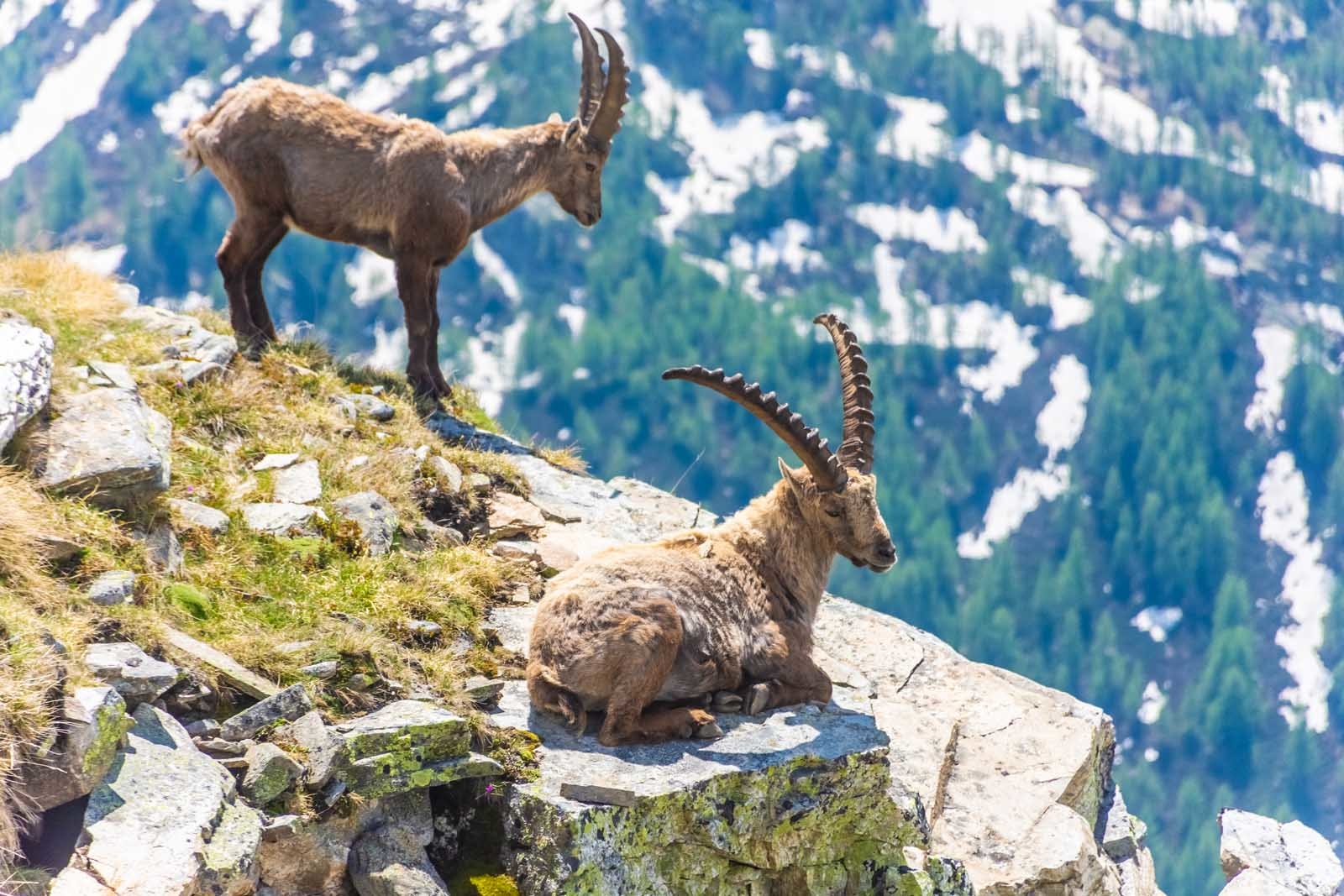 Best Things to do in Piedmont Italy Gran Paradiso National Park