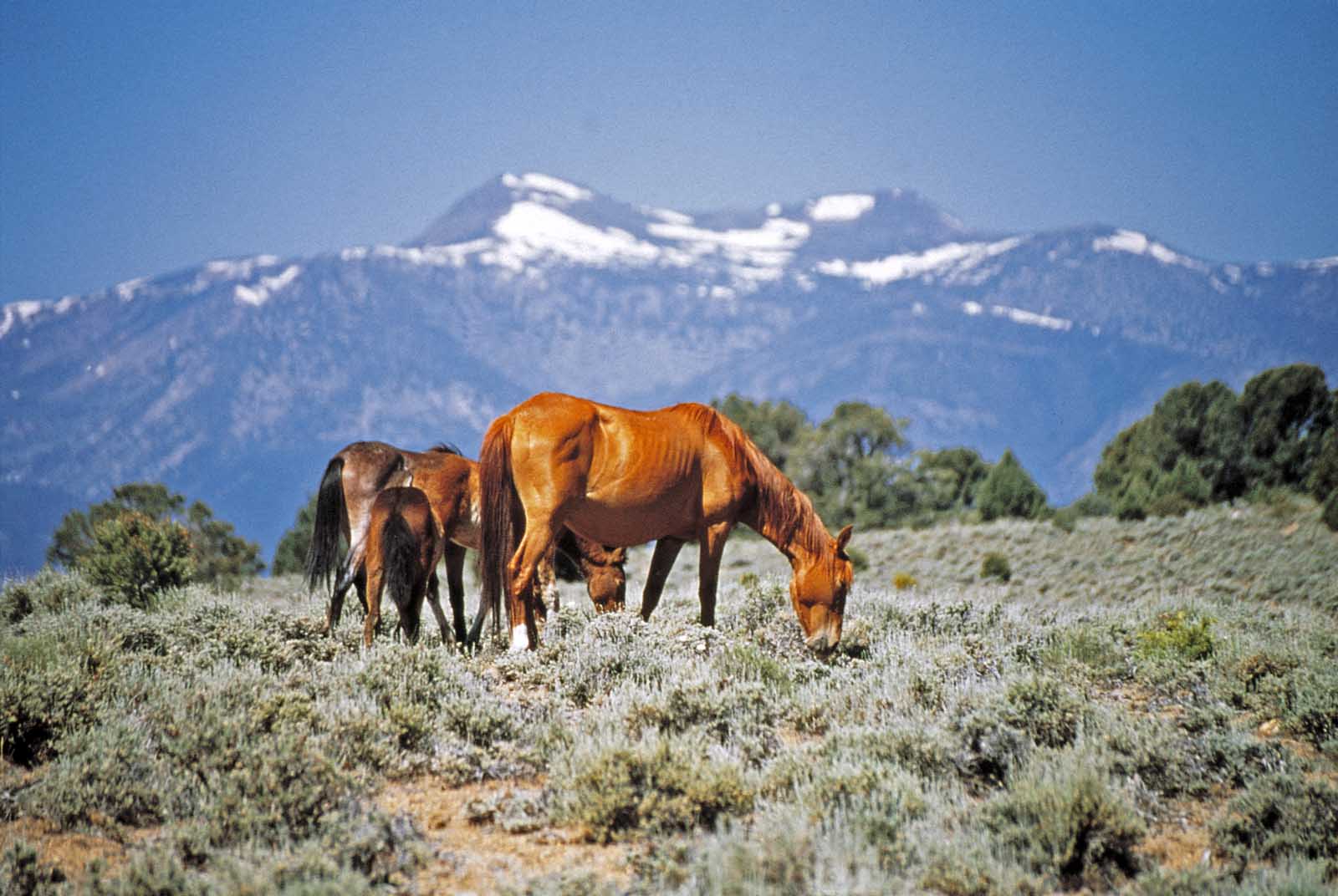 Best Things to do in Reno Nevada Wild Horses