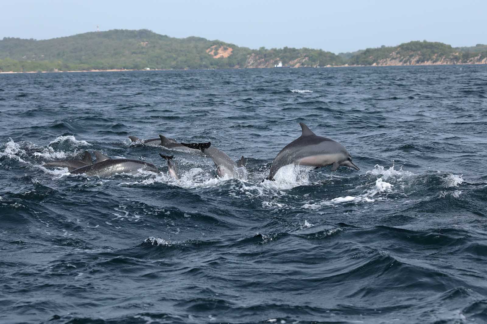 Fun things to do in Sri Lanka Dolphin Watching