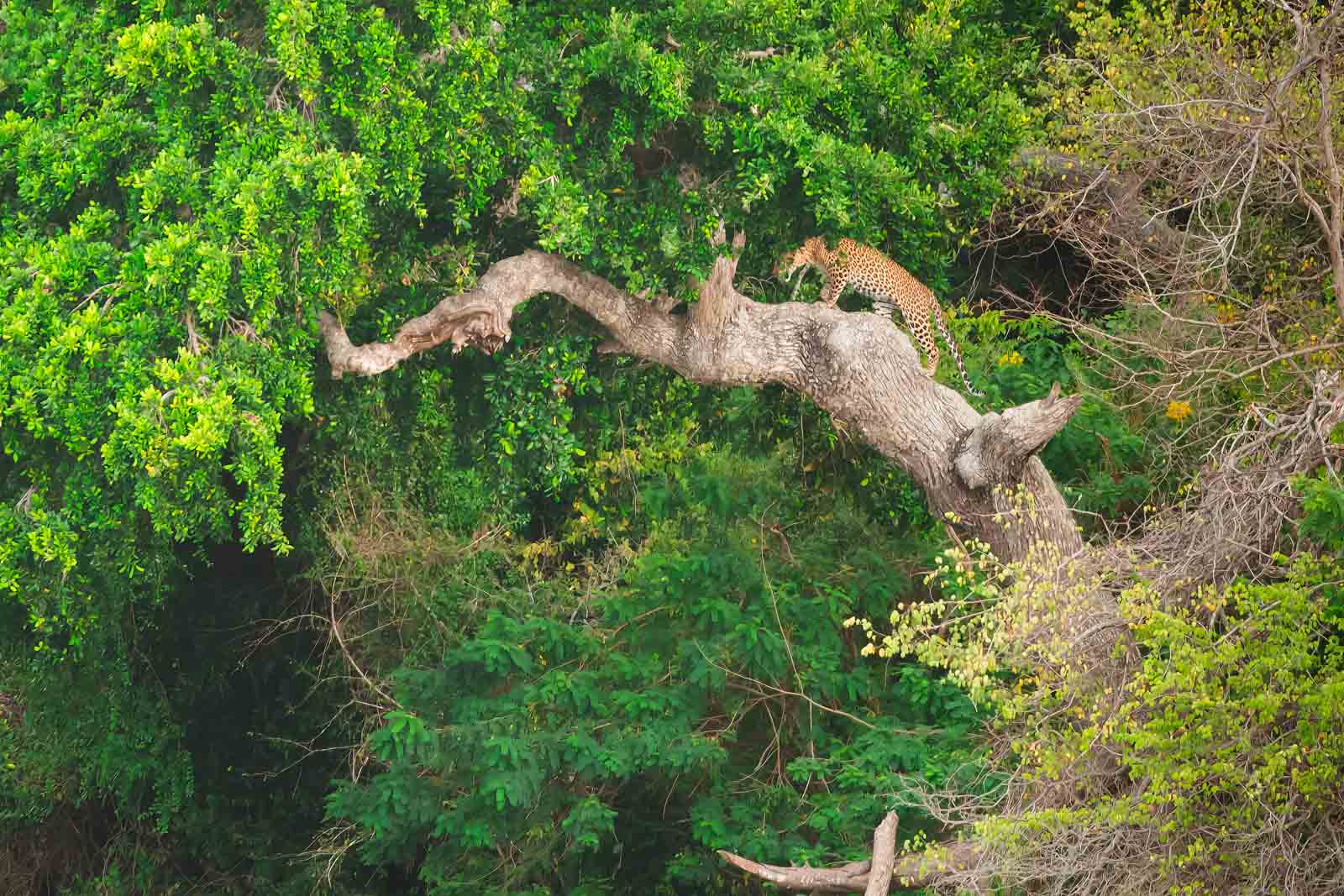 Best things to do in Sri Lanka Leopard Spotting Yala National Park