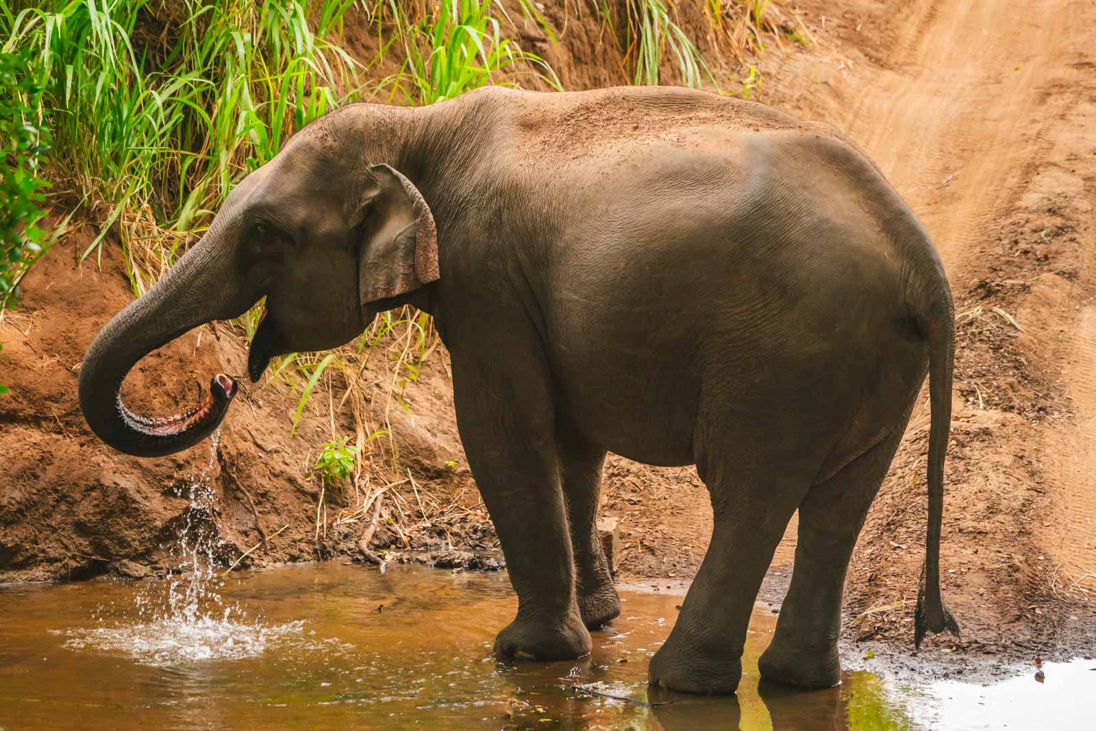 Best things to do in Sri Lanka Minneriya National Park