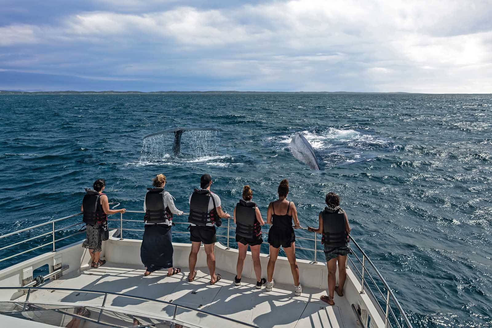 Best Things to do in Sri Lanka Whale Watching