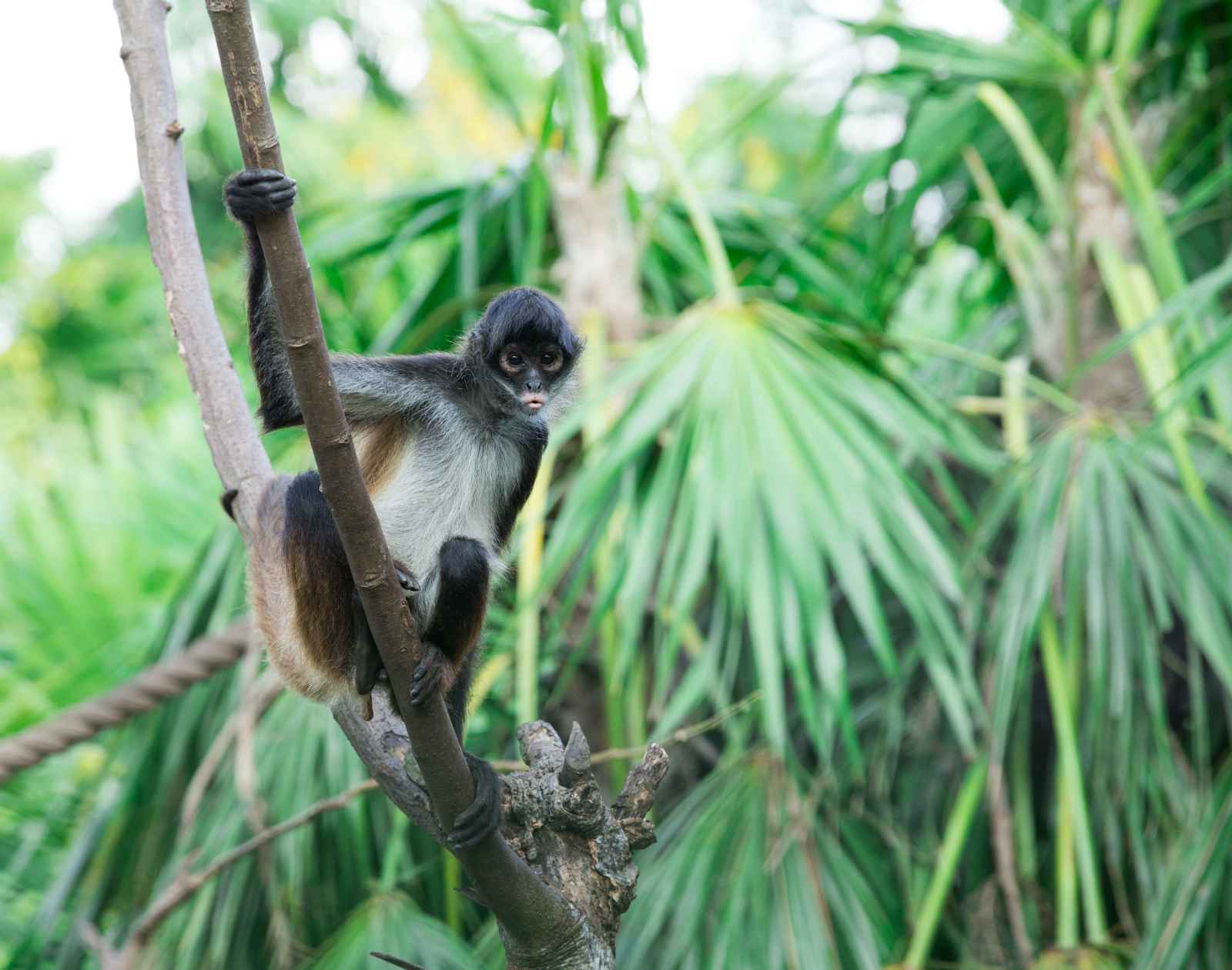 Best Things to do in Tulum Punta Laguna Nature Reserve