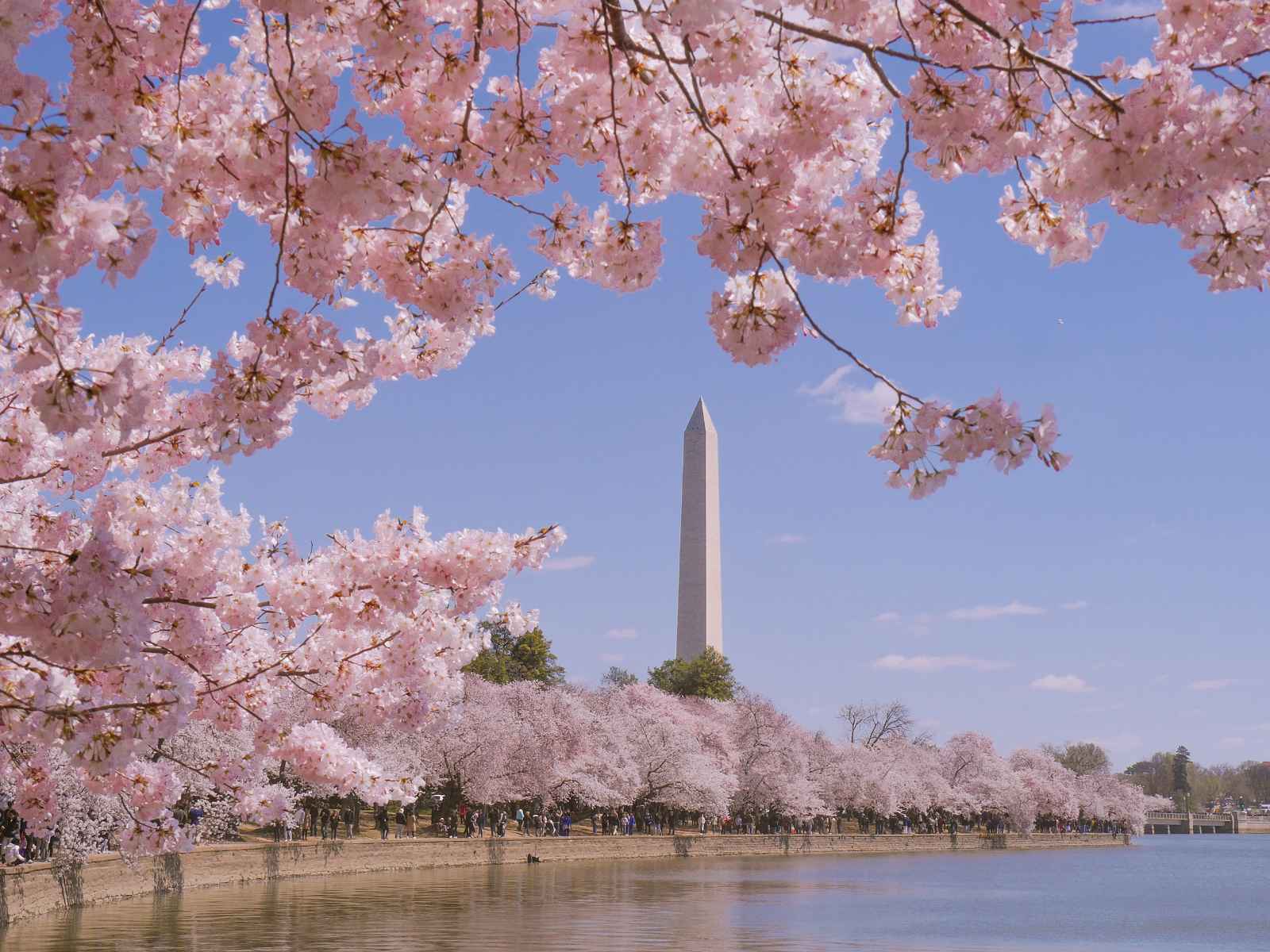 Best Things to do in Washington DC National Cherry Blossom Festival