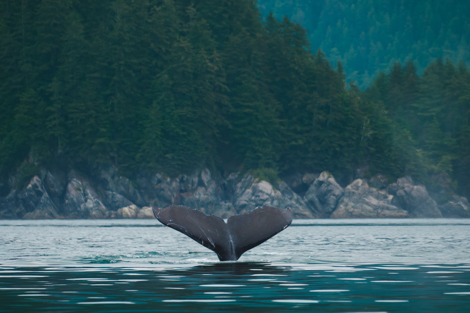 Best Things to do in Alaska Whale Watching in juneau
