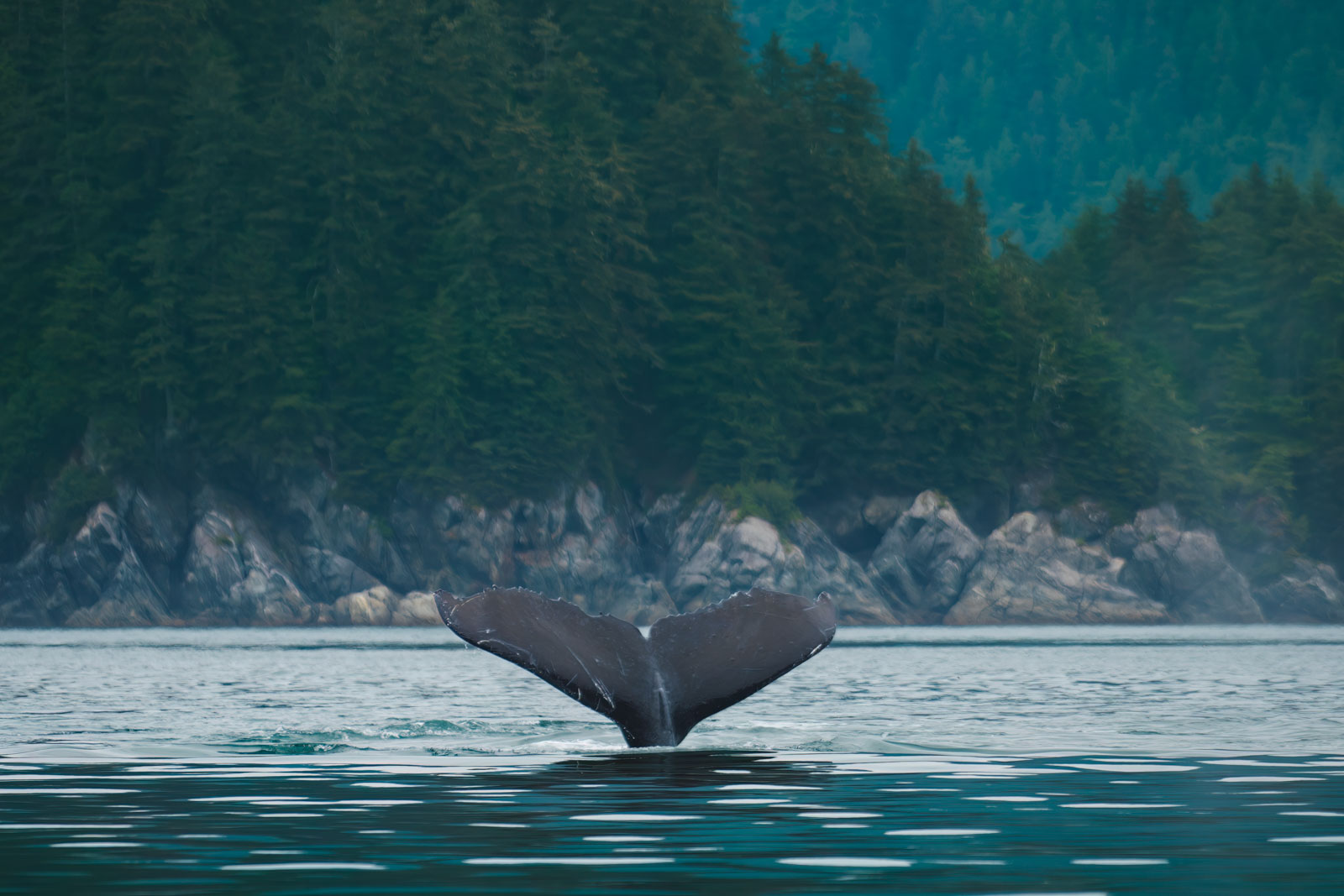 Whale Watching in juneau